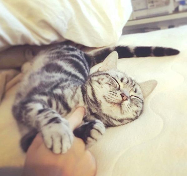 元保護猫・ごまちゃん