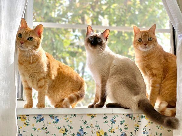 なみちゃん、1号くん、2号くん