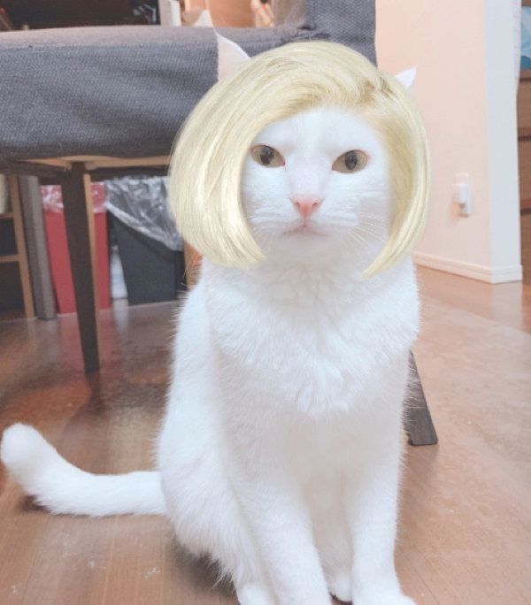 「snow」で撮影される猫