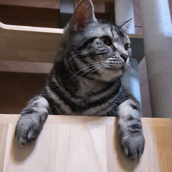 アメリカンショートヘアのレオンくん