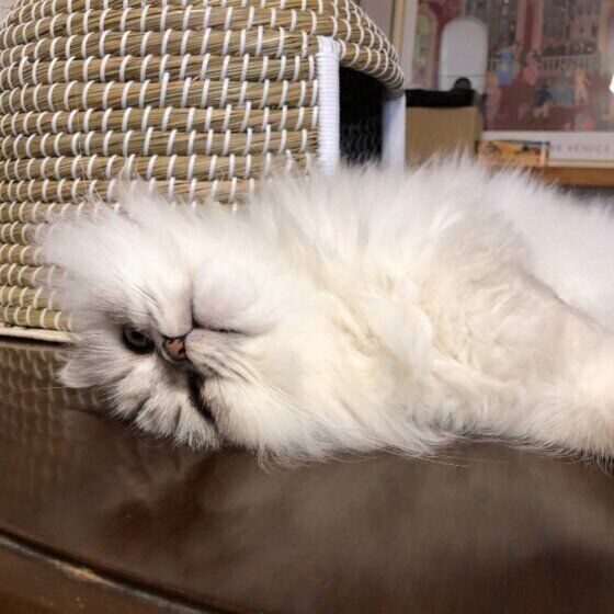 ペルシャのソーキちゃん