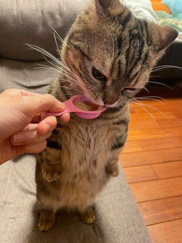 立った状態でおやつを食べるしいたけくん