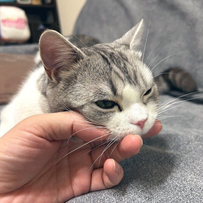 飼い主さんの手にあごのせするポノくん