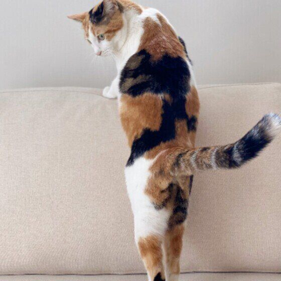 しっぽを伸ばすミケのつばきちゃん