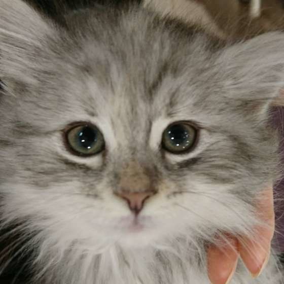 生後3ヶ月のサイベリアン