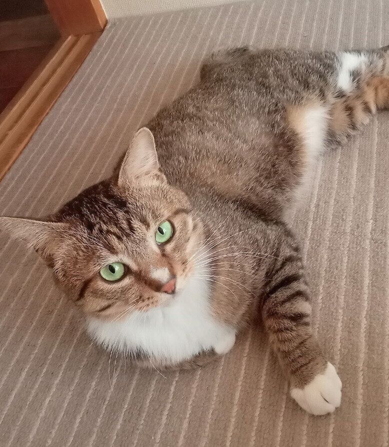 お迎え約1カ月後の猫