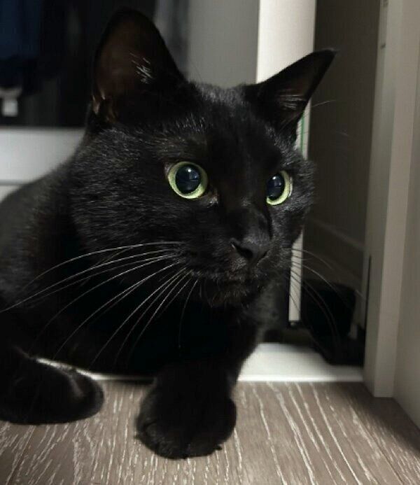 飼い主さんの移動を阻止するりーじくん