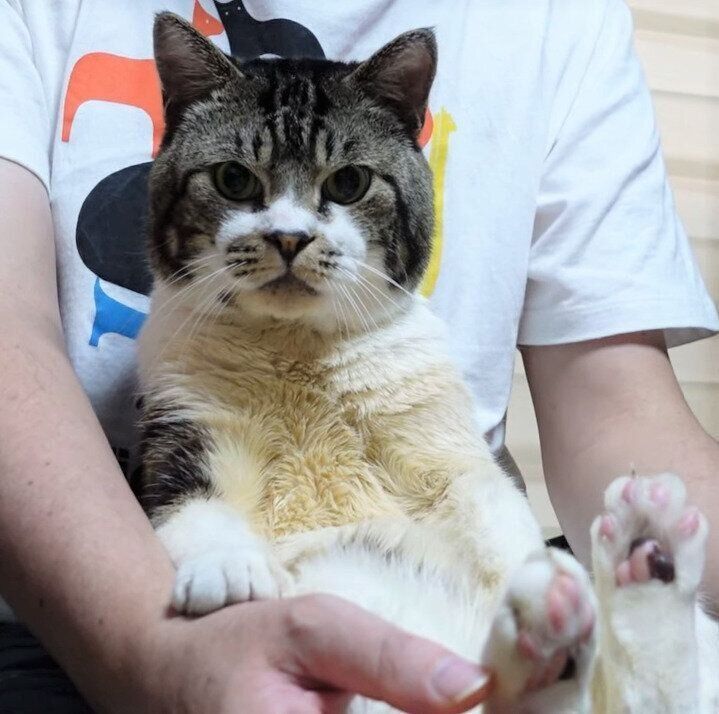 肉球をこすられると 足がパー 放心状態でパパさんからのマッサージを堪能する甘えん坊猫 ねこのきもちweb Magazine