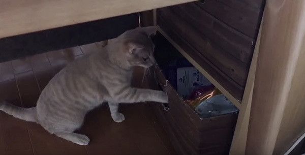 引き出しを漁る猫