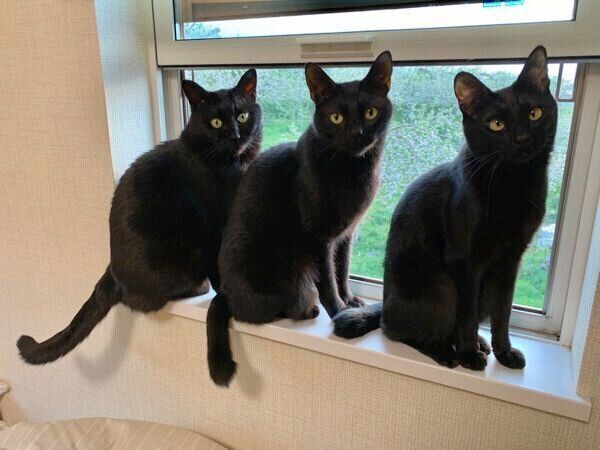 カメラを見つめるくろべぇくん、あきとらくん、墨太くん