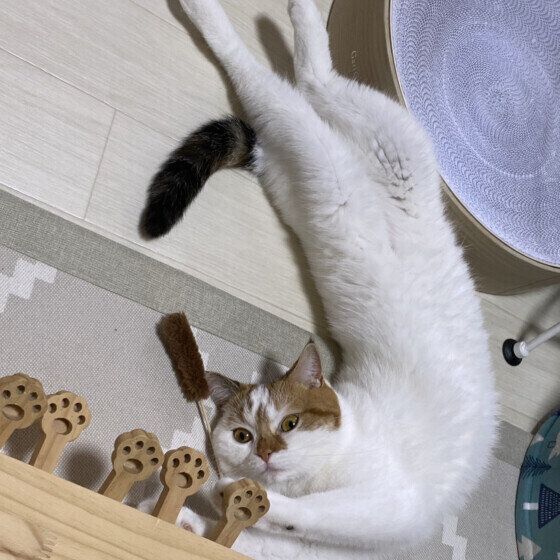 スコティッシュフォールドのきなこちゃん