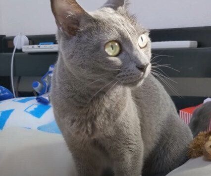 ねこ　ハムちゃん