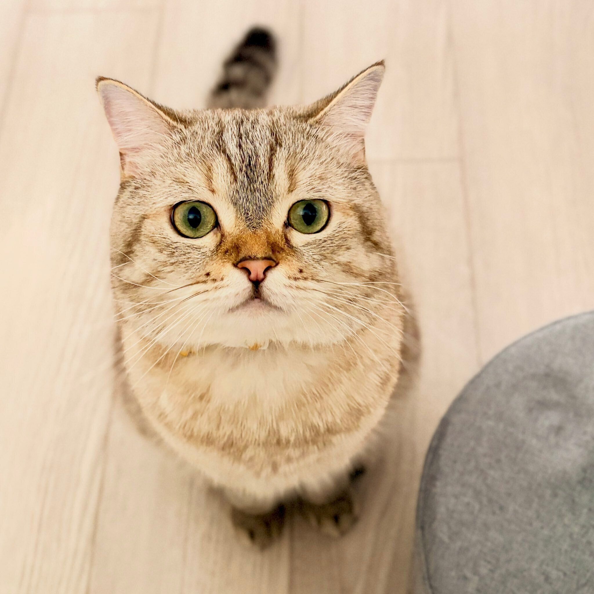 飼い主を見上げる猫