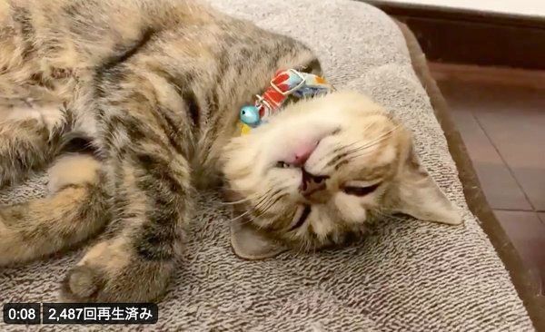 爆睡するしじみちゃん