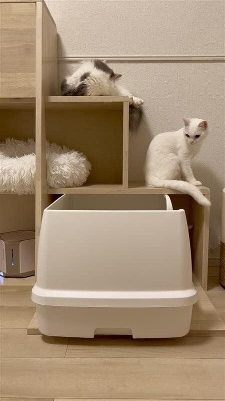 イヴちゃん（メス・1才／ミヌエット）＆エルちゃん（メス・4才／マンチカン）