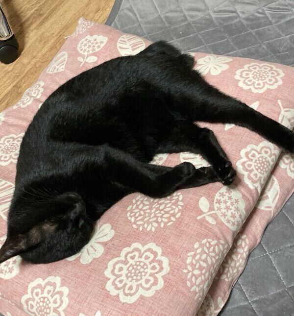 気持ちよさそうに眠るあさりちゃん