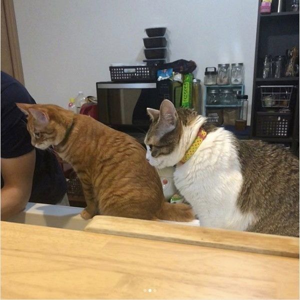 食べ物を見つめるニャンコ