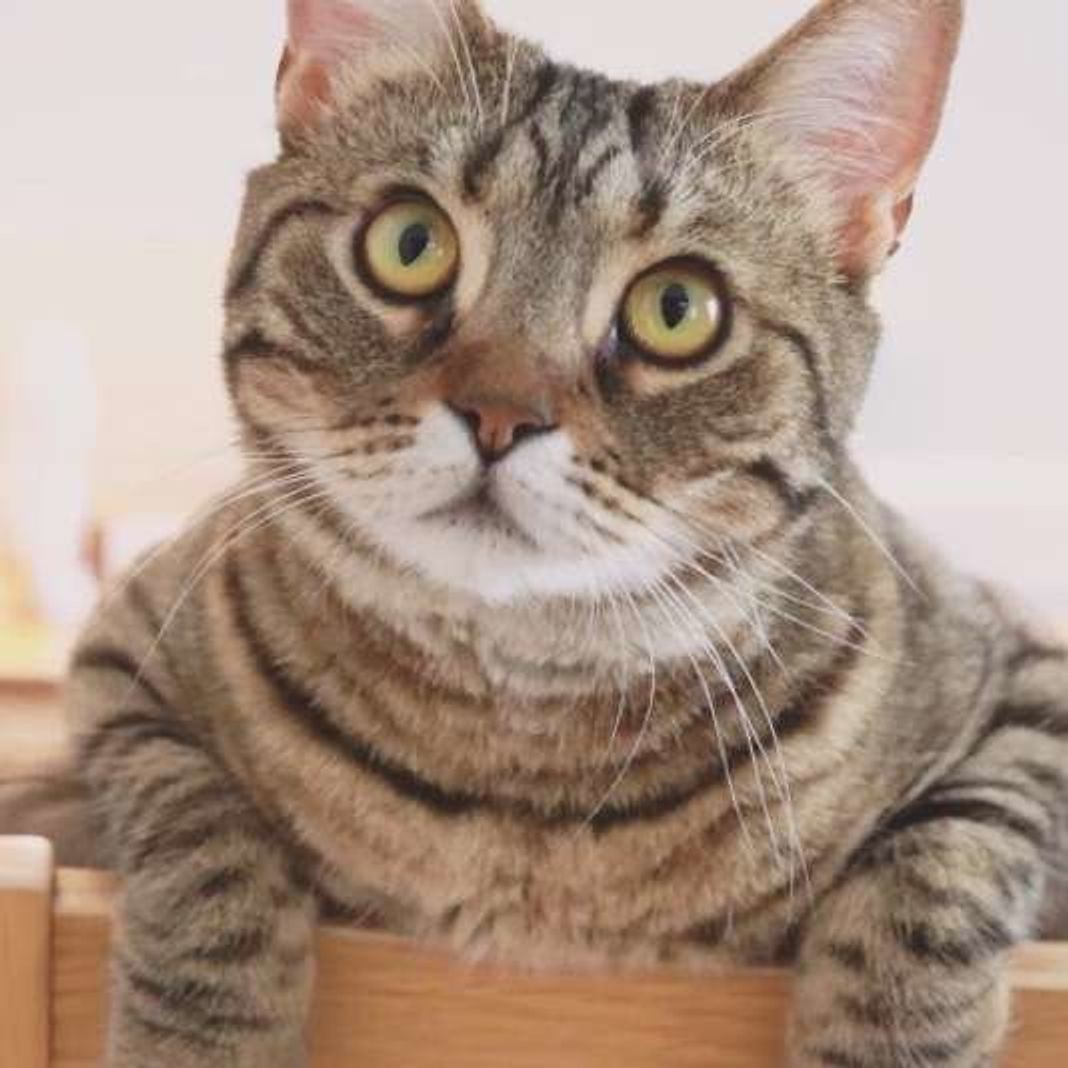 愛猫に長生きしてもらうためのお手入れの3つの秘訣 ねこのきもちweb Magazine 愛猫に長生きしてもらうためのお手入れの3つの秘訣 ねこのきもちweb Magazine