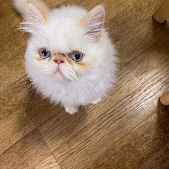 見上げるエキゾチックショートヘア