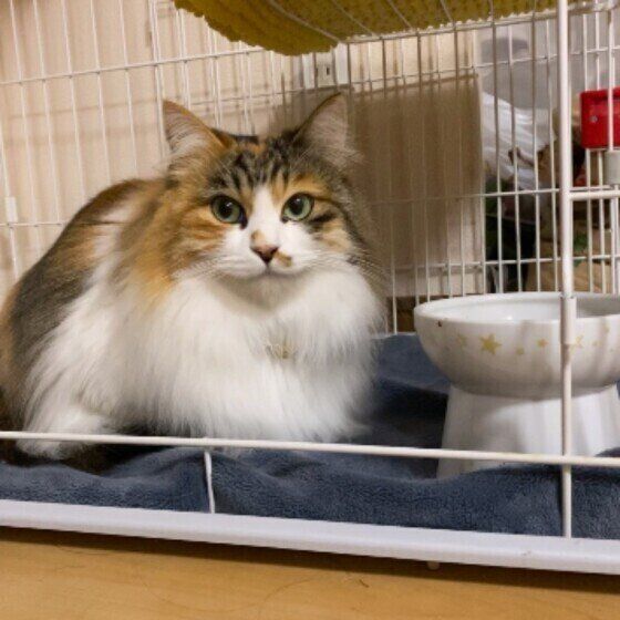 ミケ猫のミッケちゃん