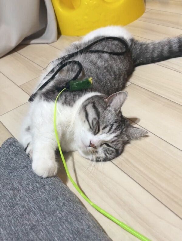 遊んでいる途中で寝てしまったふにちゃん