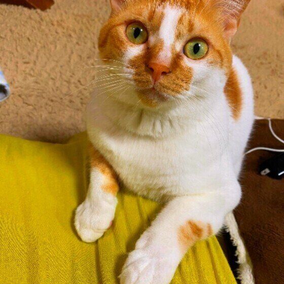 おやつちょうだいアピールする猫