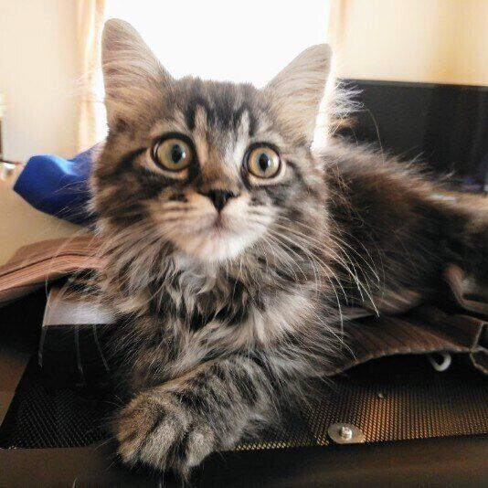 まったりするサイベリアン