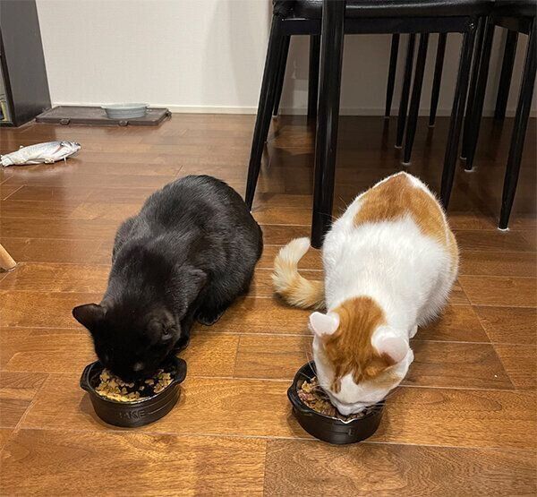 ごはんを食べるナッツちゃん、ココくん