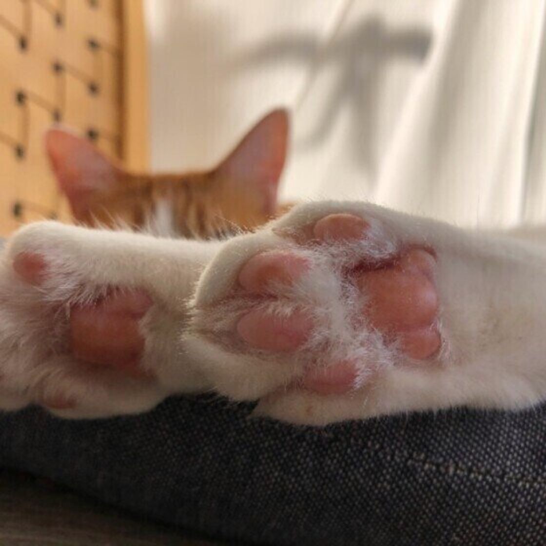 猫の肉球が冷たいときは要注意 飼い主が覚えておきたい 肉球豆知識 ねこのきもちweb Magazine 猫の肉球が冷たいときは要注意 飼い主が覚えておきたい 肉球豆知識 ねこのきもちweb Magazine