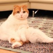 スコティッシュ フォールドの特徴と性格 飼い方 価格相場など 猫図鑑 ねこのきもちweb Magazine スコティッシュ フォールドの特徴と性格 飼い方 価格相場など 猫図鑑 ねこのきもちweb Magazine