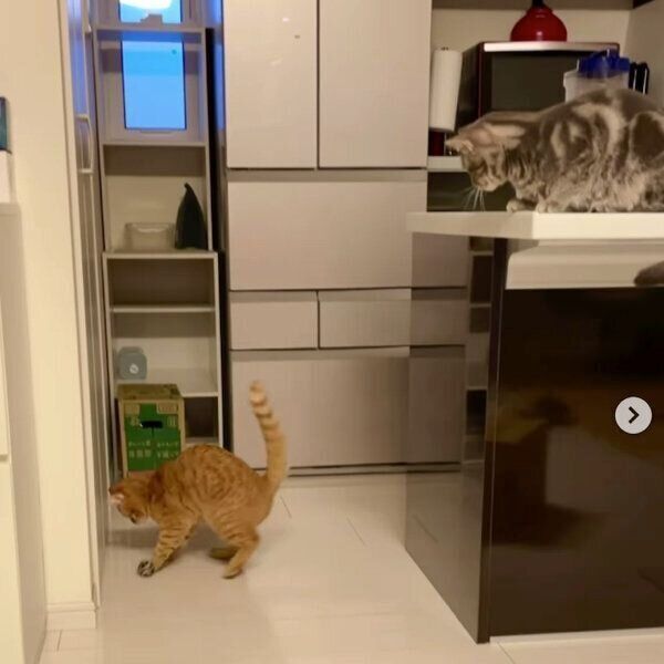 ボール遊びをするサクくんを見つめるヨルくん