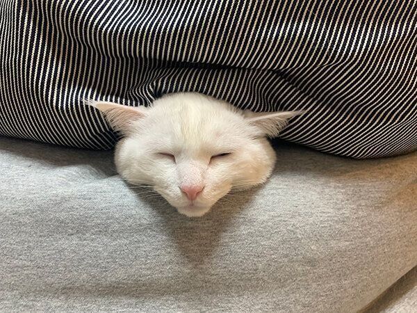 クッションの間に挟まるハク様