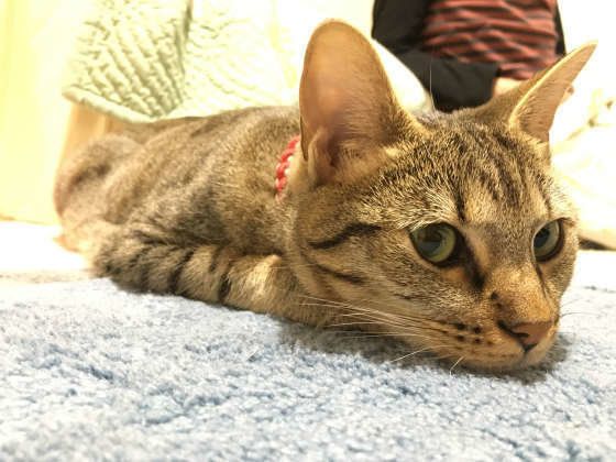 見つめるベンガル