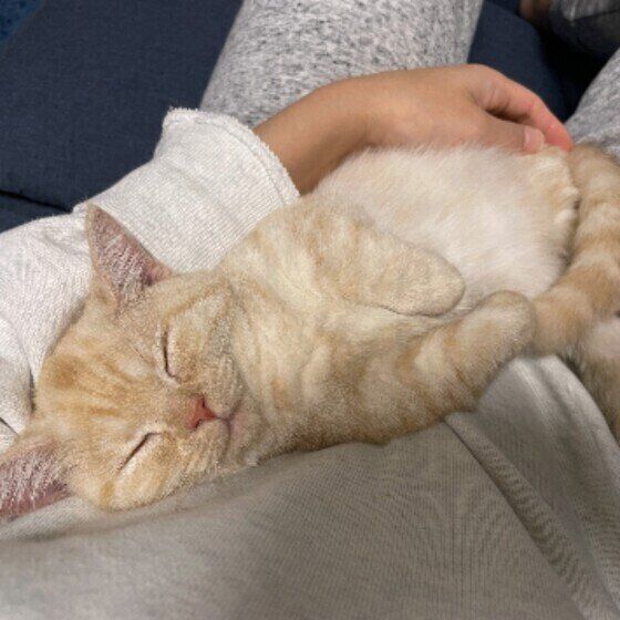 マンチカンのつむぎちゃん