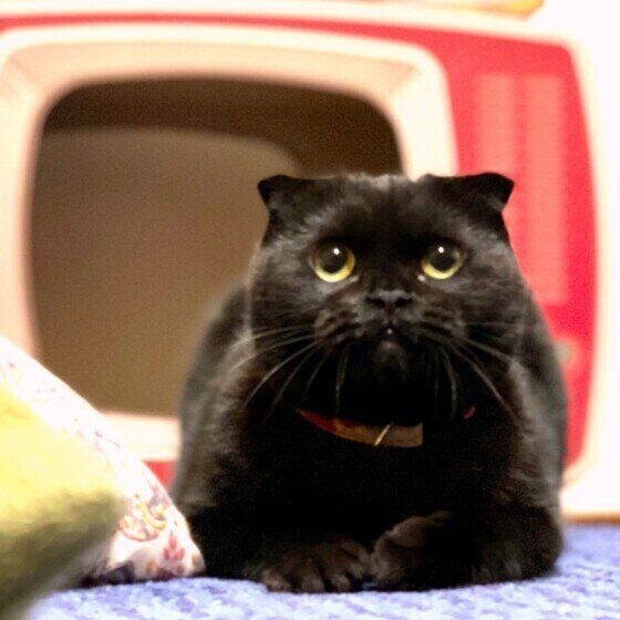 くつろぐスコティッシュフォールド