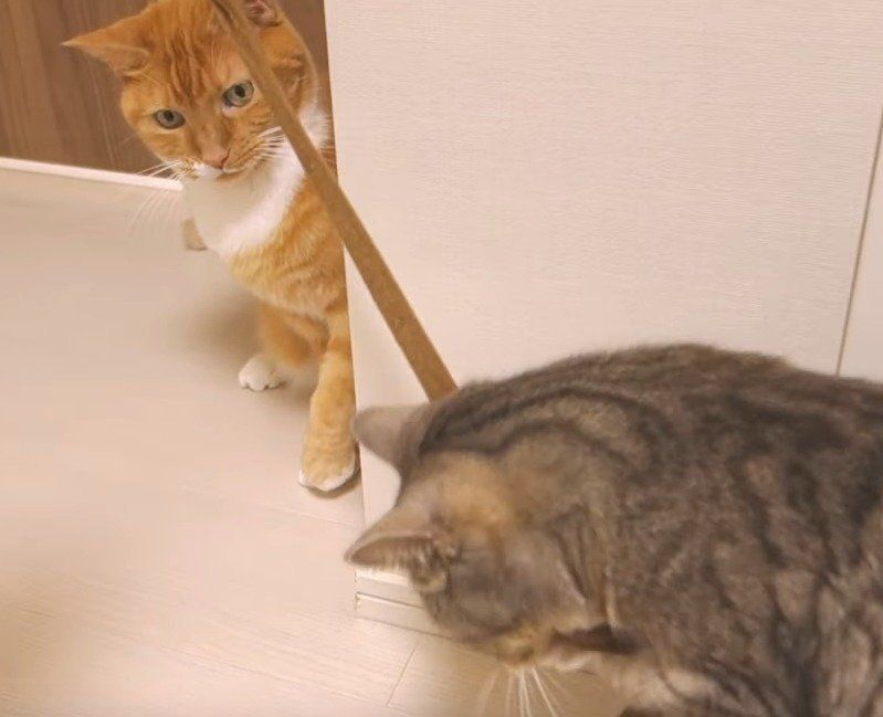 猫じゃらしで遊ぶ猫
