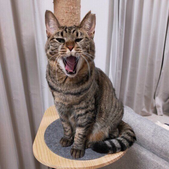 あくびをするひまりちゃん（MIX）