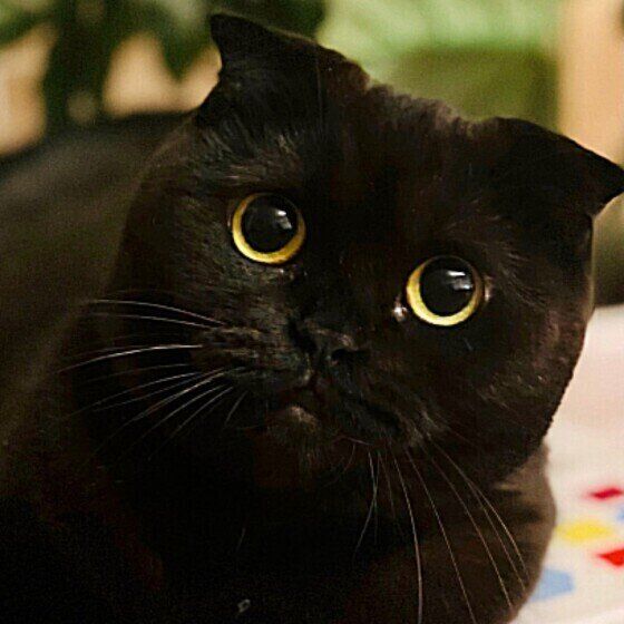 みつめるスコティッシュフォールドのはな