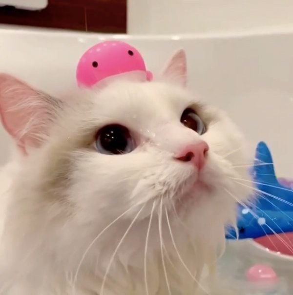 まったりするバロンちゃん