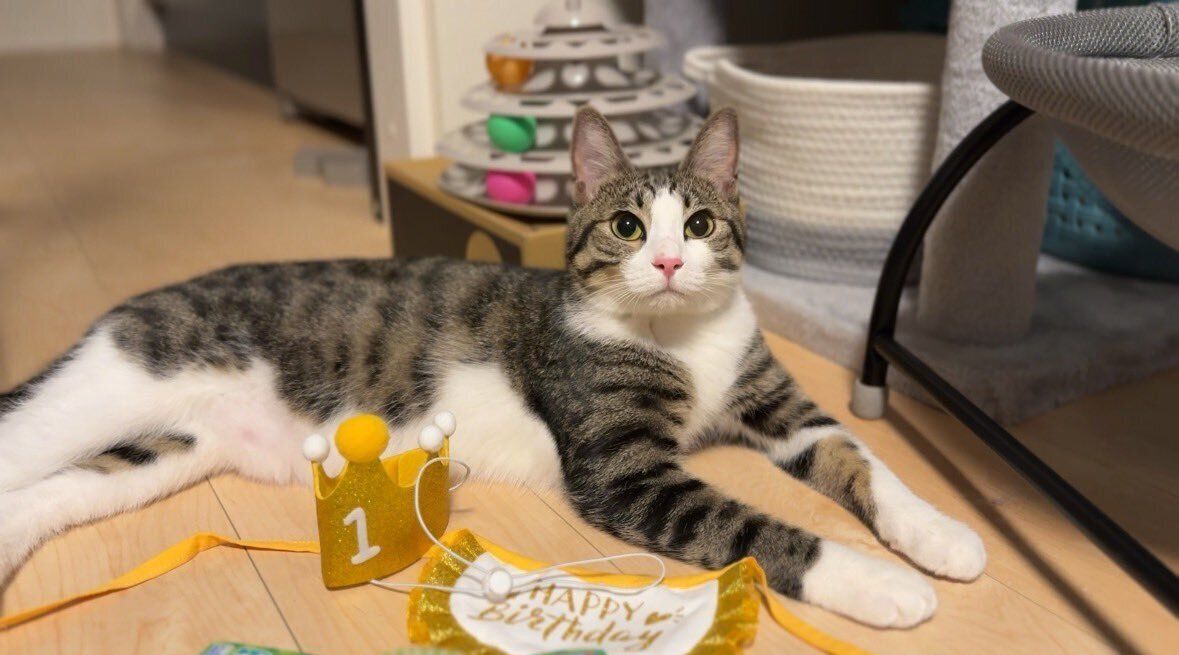 床でくつろぐ猫