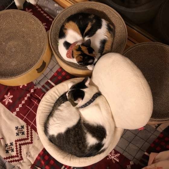 MIX ミケの雅ちゃんとお兄ちゃん