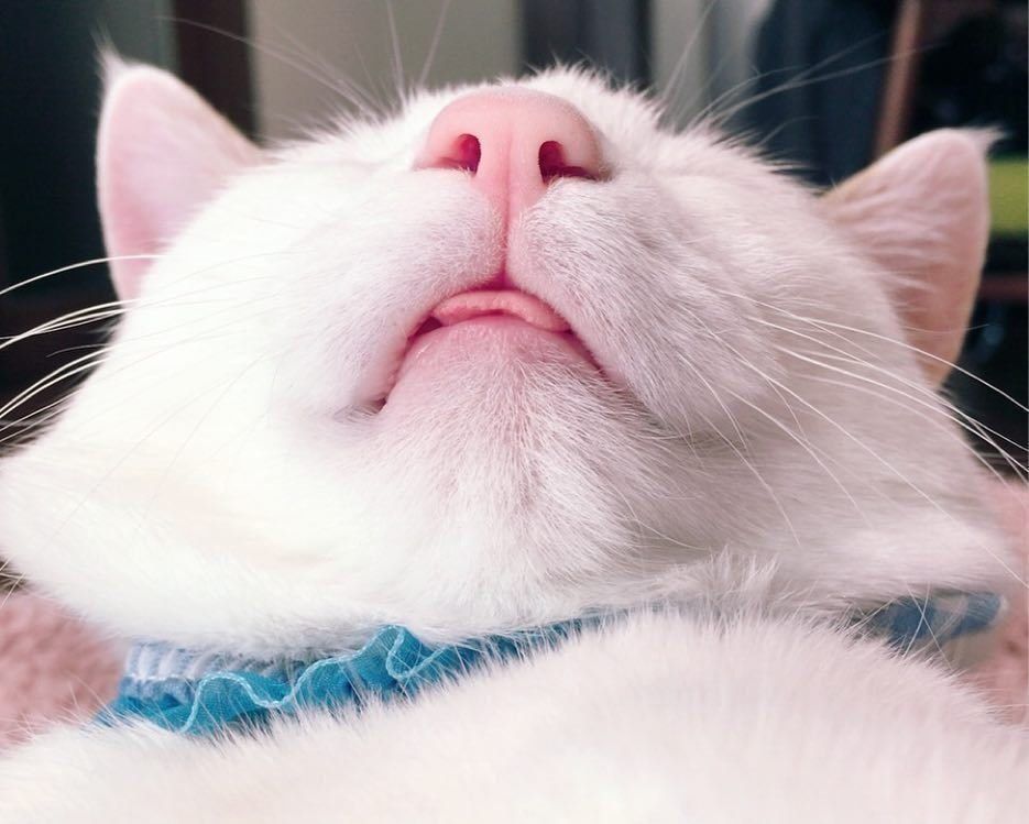 下から覗いたマズル