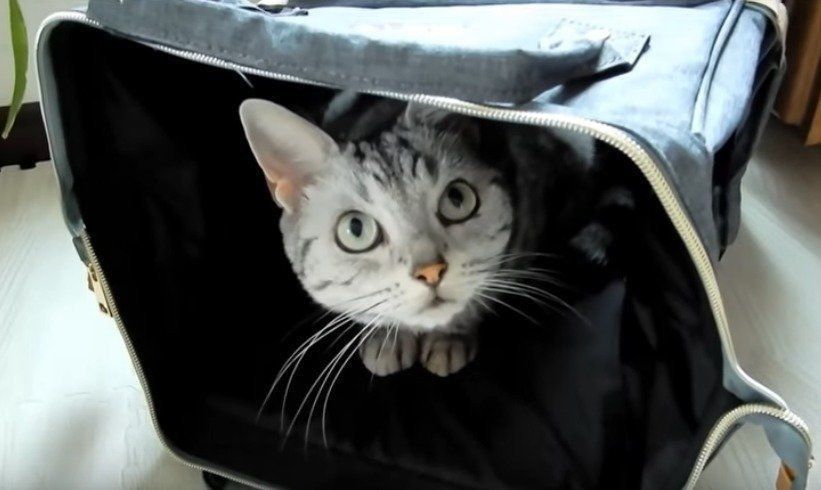 バッグの中の猫