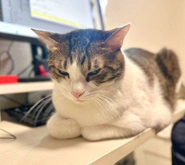 パソコン前を占拠するくろみつくん