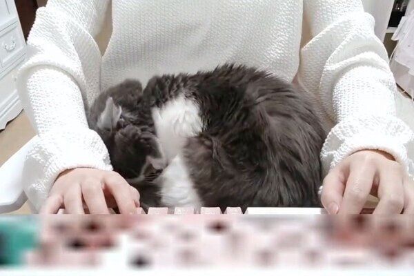 飼い主さんの膝の上でくつろぐいーくん