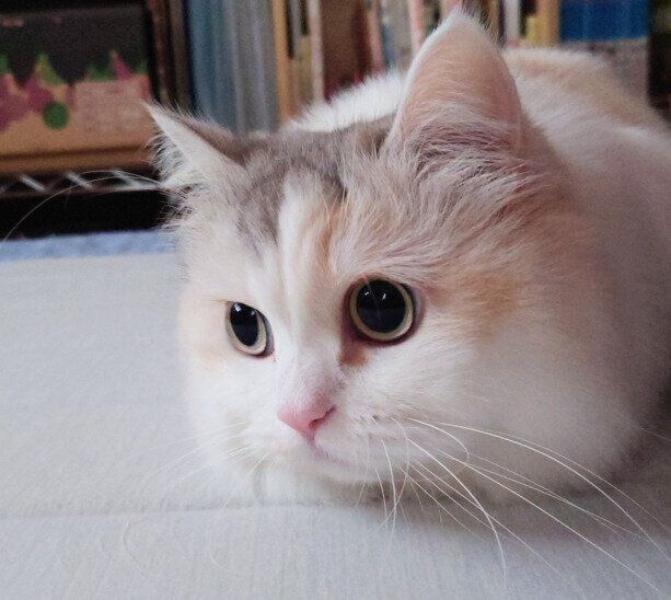 何かを見つめるきなこちゃん