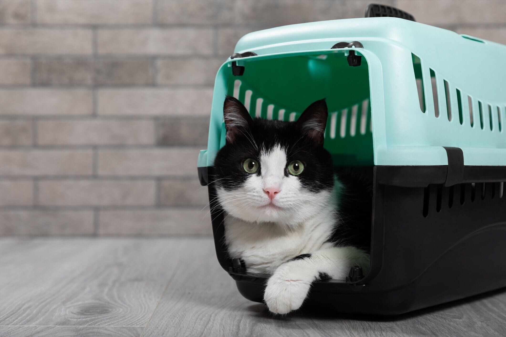 キャリーケースに入る猫