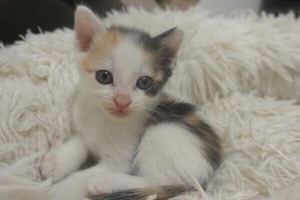 見つめる朔徠ちゃん