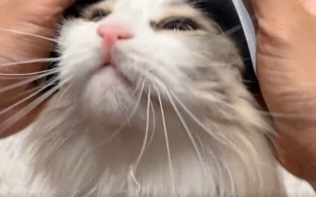 コントローラーの間から顔を出すララちゃん