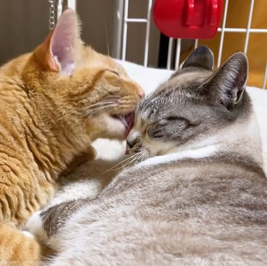 リクちゃんに甘やかしてもらうリノちゃん